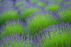 USA, Washington State, Seabeck. Lavender garden. Art Print